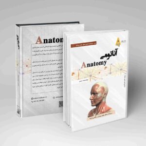 آناتومی